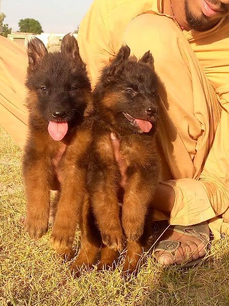 German shepherd dubal cout pair 2 mahnt for sale 1