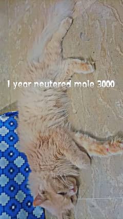 Persian kittens cat male female for sell