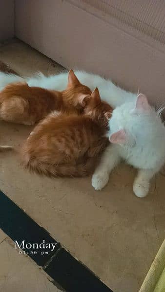 Persian cat with kittens 0