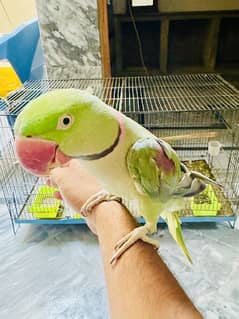 Pahari parrot 0