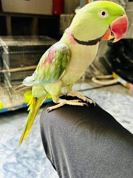 Pahari parrot 2