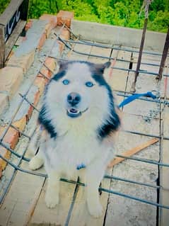 husky siberian dog for sale