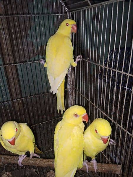 yellow ringneck 1