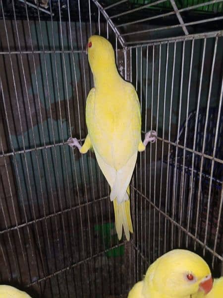 yellow ringneck 2