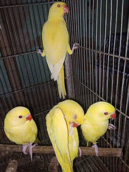 yellow ringneck 3