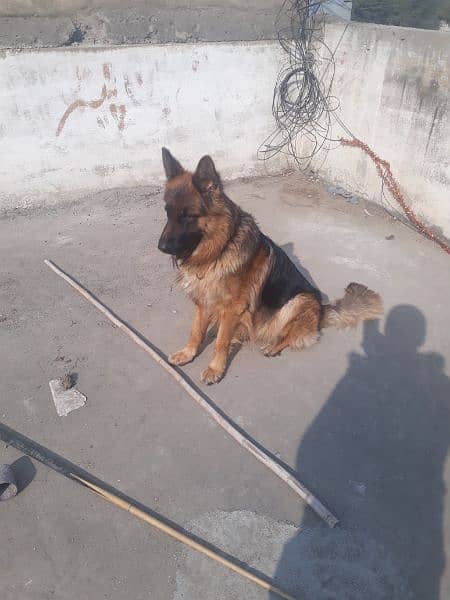 top quality long coat male german shepherd 9months 1