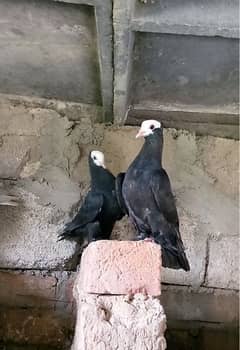 selling  pair of black mukhi