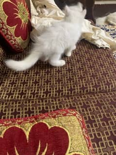 Persian Kitten For Sale white