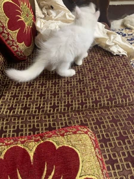Persian Kitten For Sale white 0