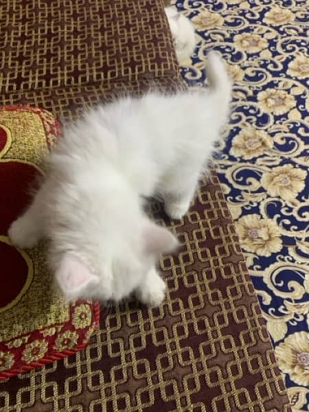 Persian Kitten For Sale white 1