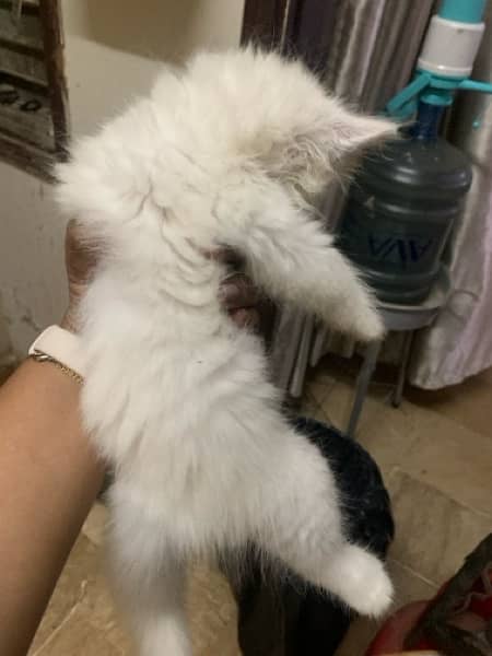 Persian Kitten For Sale white 2