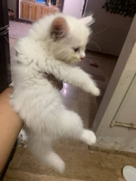 Persian Kitten For Sale white 3