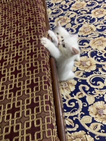 Persian Kitten For Sale white 4