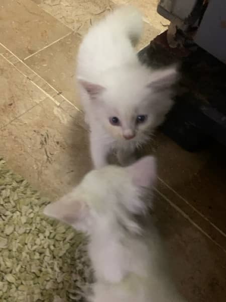 Persian Kitten For Sale white 6