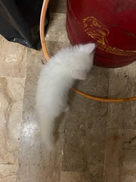 Persian Kitten For Sale white 7