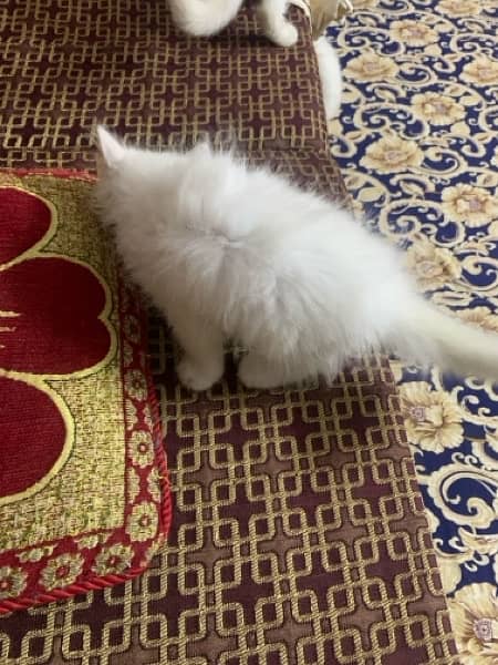Persian Kitten For Sale white 8