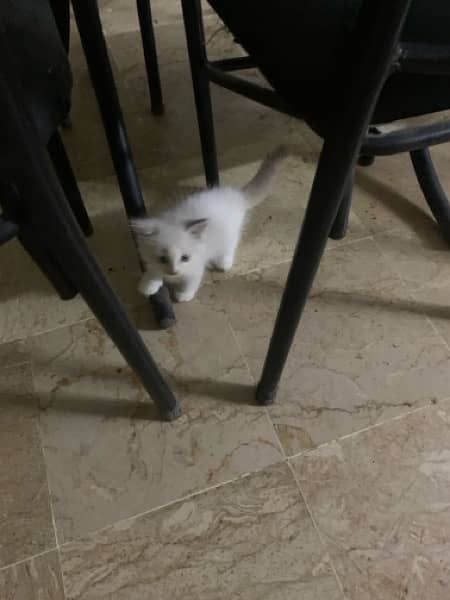 Persian Kitten For Sale white 9