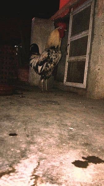 grey aseel murga breeding rooster 1