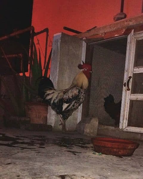 grey aseel murga breeding rooster 0