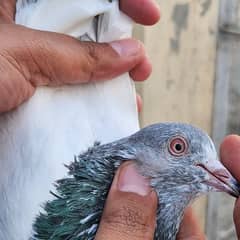 red eyes and white eyes pair