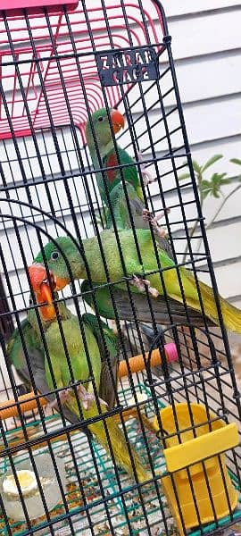 Raw  parrots 3 parrots. 2