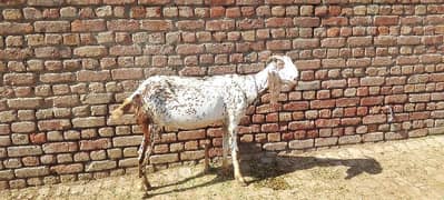 Gaban Bakri 2.5 month