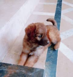 Labrador retriever puppy for sale 0