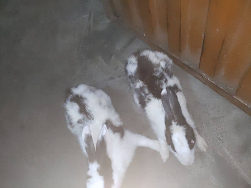 2 Rabbit 1 Male 1 Female 2
