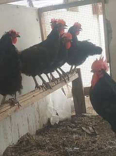 Australorp hens and murga (1 murgi = 1700 and murga = 3400