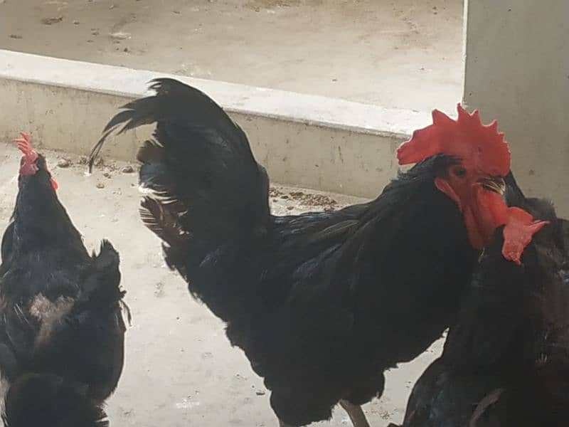 Australorp hens and murga (1 murgi = 1700 and murga = 3400 1