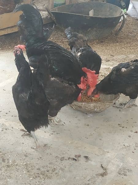 Australorp hens and murga (1 murgi = 1700 and murga = 3400 2