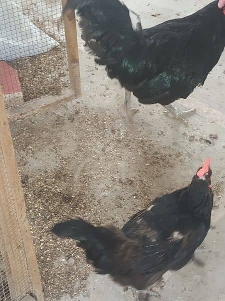 Australorp hens and murga (1 murgi = 1700 and murga = 3400 3