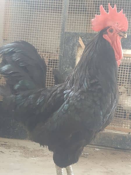 Australorp hens and murga (1 murgi = 1700 and murga = 3400 5