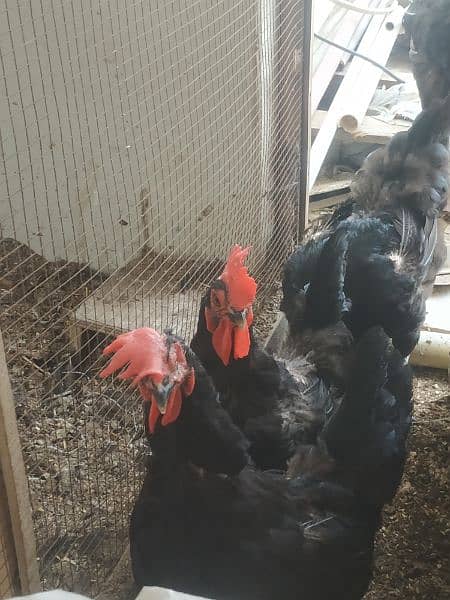 Australorp hens and murga (1 murgi = 1700 and murga = 3400 6