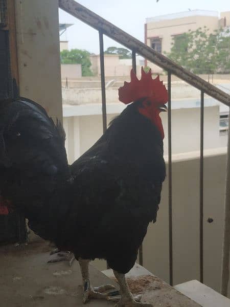 Australorp hens and murga (1 murgi = 1700 and murga = 3400 8