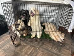 shihtzu puppies available for sale 0