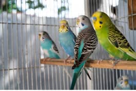 folding cage nd Australian parrot for sale 03128270169