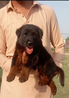 German Dabal coat male available for sale