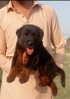 German Shepherd for Sale 0