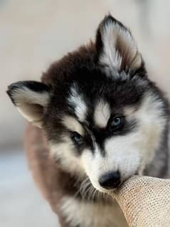 Siberian Husky puppies for sale