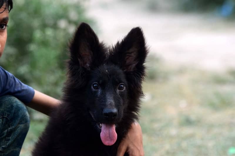 Black Gsd Male Pup 0