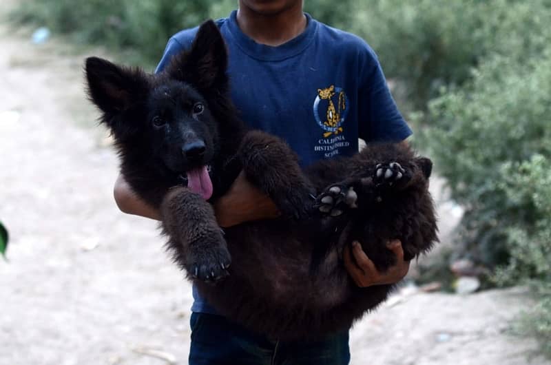 Black Gsd Male Pup 3