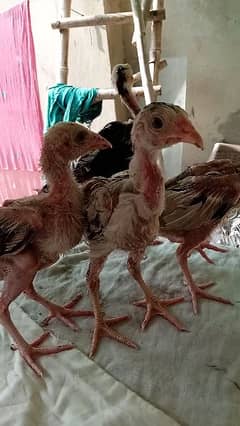 Pakistani Aseel Mianwali Chicks 45 days