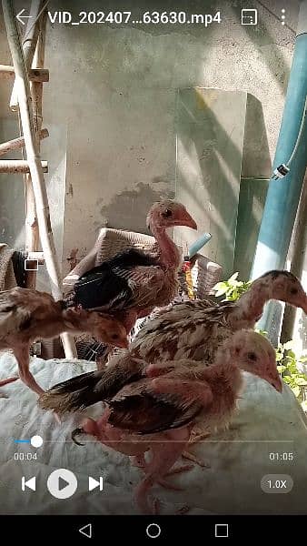 Pakistani Aseel Mianwali Chicks 45 days 1