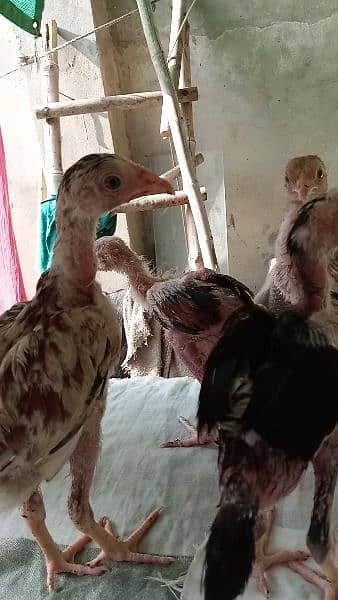 Pakistani Aseel Mianwali Chicks 45 days 3