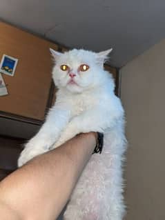 Persian male cat