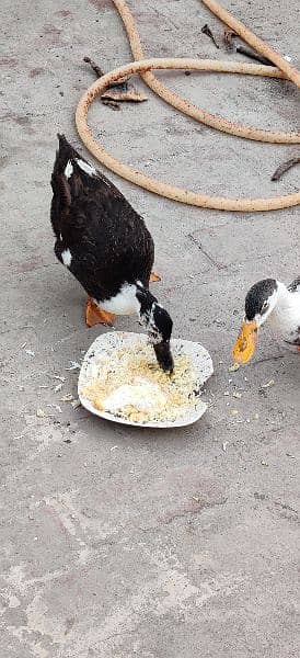 Urgent Pair of ducks for sale 1