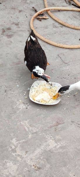 Urgent Pair of ducks for sale 2