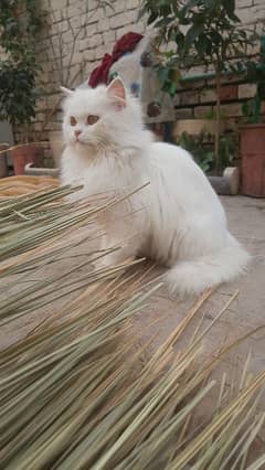 parsion white cat for sale content only Whatsapp +92 328 7614001 0