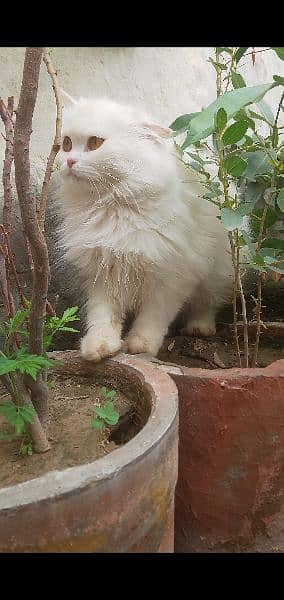 parsion white cat for sale content only Whatsapp +92 328 7614001 2